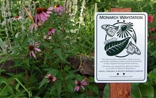 Pink flowers with a sign in front designating the museum campus as a monarch butterfly waystation. 