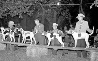 A black and white photo of four men with four dogs standing on a platform in front of them, as if ready for a dog show. 