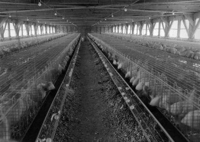 Egg packers, Fox DeLuxe Cage Farm, Rogers, Arkansas, January 1956.