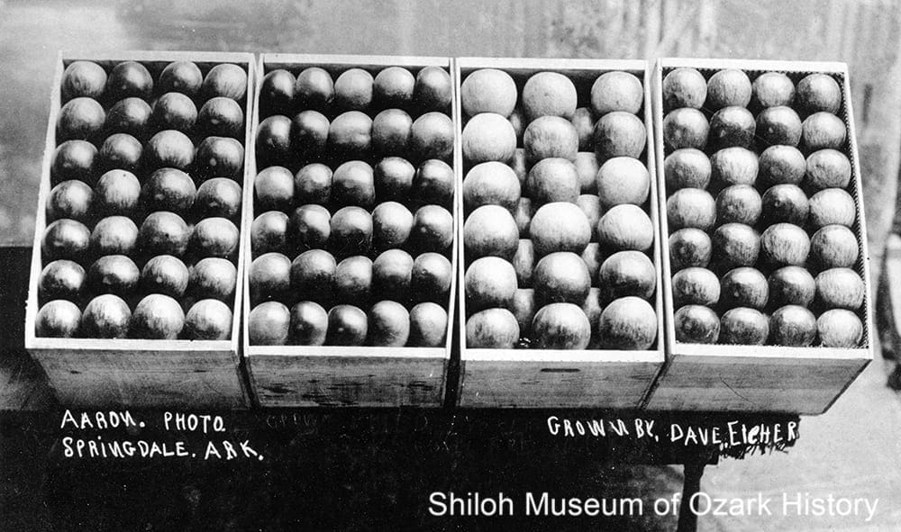 Apples grown by Dave Eicher, Springdale, 1900s-1910s.