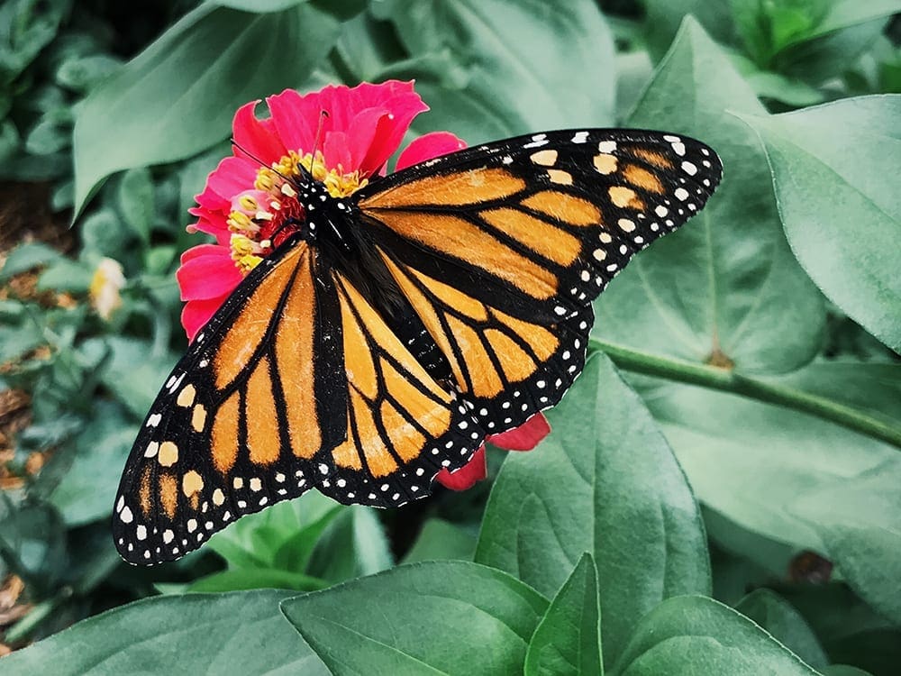 Monarch butterfly on zinnia.