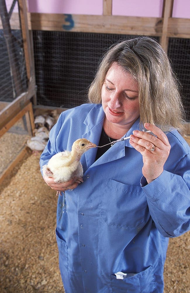 Dr. Annie Donoghue feeds probiotics (beneficial bacteria) to a young turkey at the University of Arkansas, Fayetteville, Arkansas, 2003.