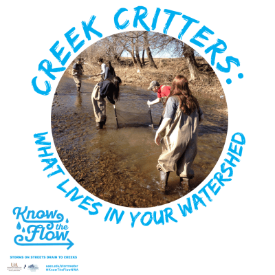 Five teenagers and one teacher in hip waders in a creek looking for creatures.