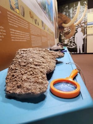 Image of a rock covered with fossils on a blue shelf next to an orange magnifying glass next to it.  On the left is a portion of a printed graphic explaining fossils and,  in the background, is mural with a tusk and long nose, like a bison, is seen in the background next to a silhouette of a person dressed for cold weather holding a spear. 