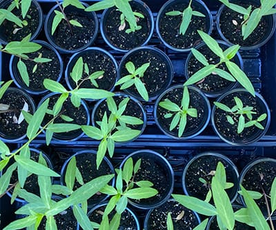 Overhead shot of a group of young green, leafy plants in pots.