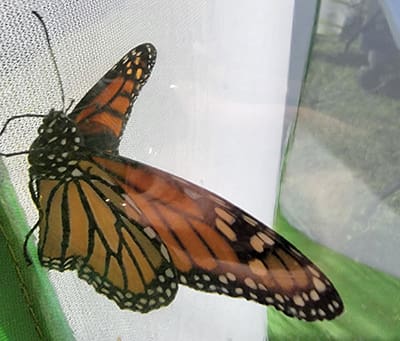 Close up photo of a butterfly with large orange-and-black wings perched on white and green netting.