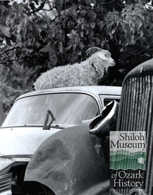 Black-and-white image of a light-colored goat perched on top of an old vehicle. 