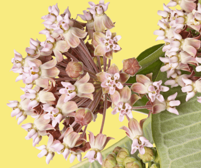 Close-up, detail photo of a flower with many small pink petals and large green leaves.