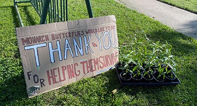 A brown, corrugated cardboard sign on the lawn propped against a bicycle rack with the painted message, "Monarch butterflies would like to say thank you for helping them survive." Next to the sign are several, small potted plants.
