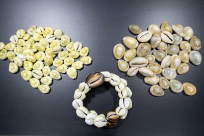 Photo of pea-shaped shells with slits through them, all in various whites, beiges and browns, in piles with a bracelet from the shells in the center.