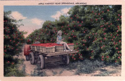 Old postcard with a girl sitting on one of many apple barrels on a cart while surrounded by apple trees with the words “Apple Harvest Near Springdale Arkansas” inside the top border.