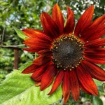 Photo of a red-colored daisy or black-eyed Susan.